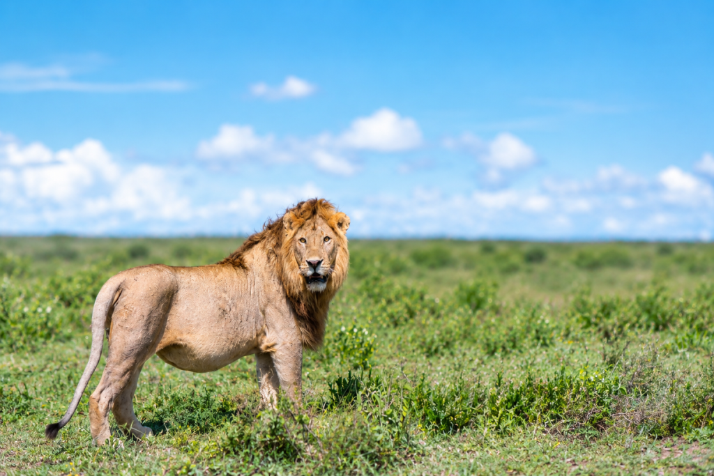 TANZANIA