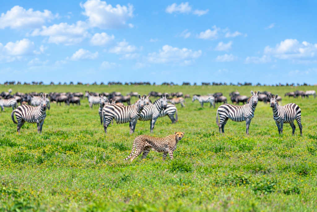 9 NIGHTS & 10 DAYS NDUTU MIGRATION