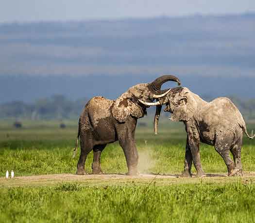 6 NIGHTS & 7 DAYS KENYA