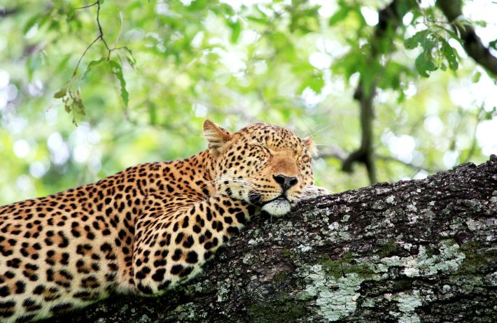 ZAMBIA