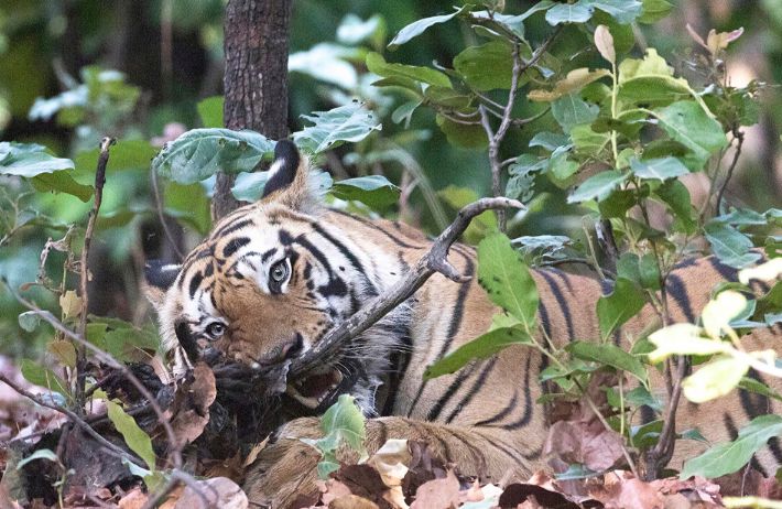 BANDHAVGARH