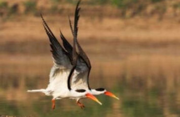 SATPURA